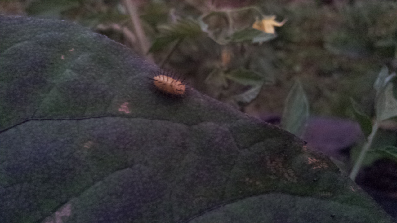 黄色いトゲトゲの幼虫がついている 初心者でも簡単 よく分かる家庭菜園
